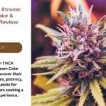 THCA Flower Strains Ice Cream Cake